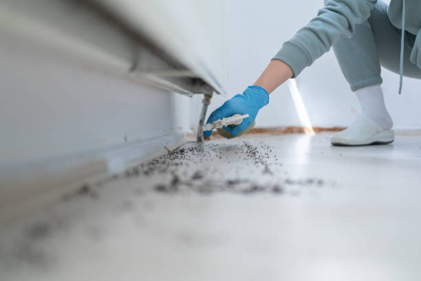 Best Local Pest Control Services  in Bull Run Mountain Estates, VA